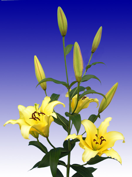 Floralife Sdn Bhd | Lily